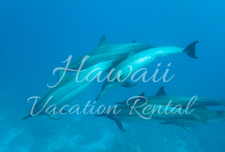 vacation_rental_banner